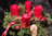 Advent wreath freshly bound red, natural