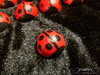 Hand painted ladybirds red ladybirds