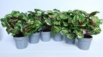 ARTIFICIAL PLANT NEW COLORFUL LEAF GREEN PLANTS